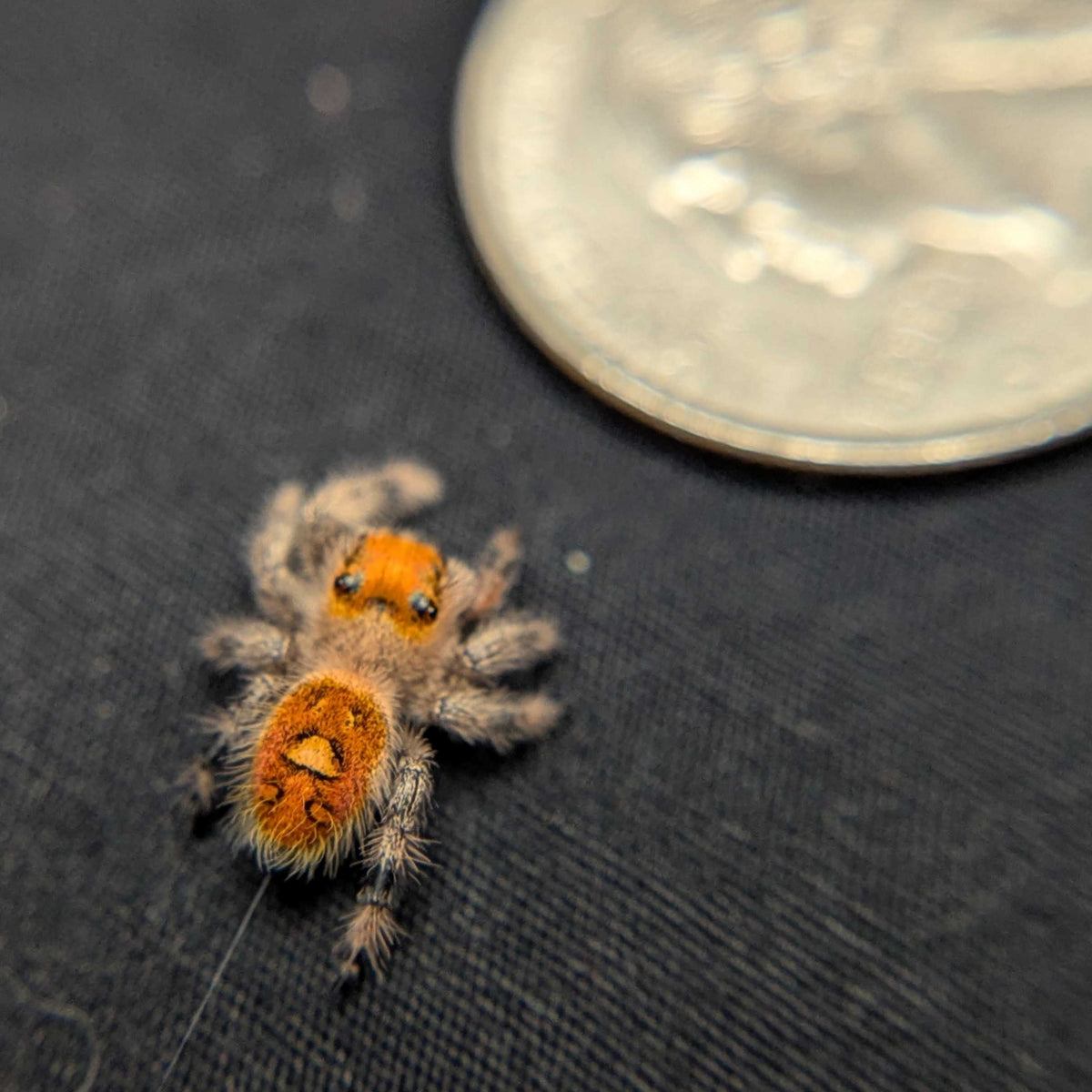 Regal Jumping Spider "Bessy"