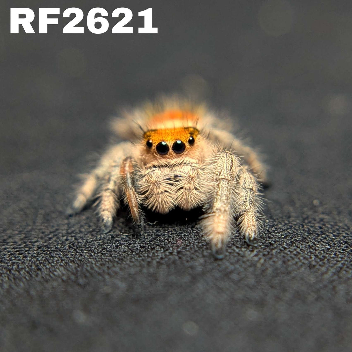 Regal Jumping Spider "Bessy"