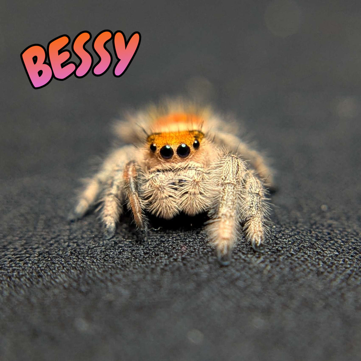 Regal Jumping Spider "Bessy"