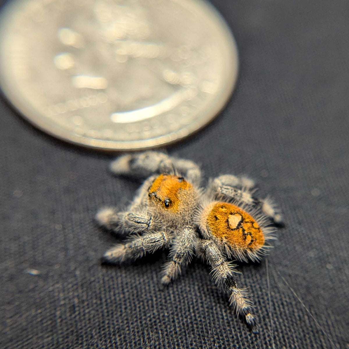 Regal Jumping Spider "Seafoam"