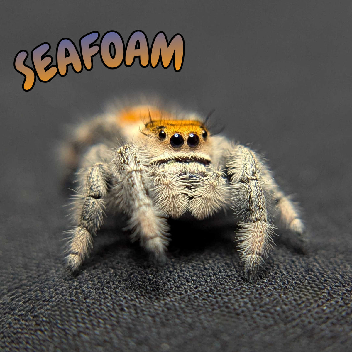 Regal Jumping Spider "Seafoam"