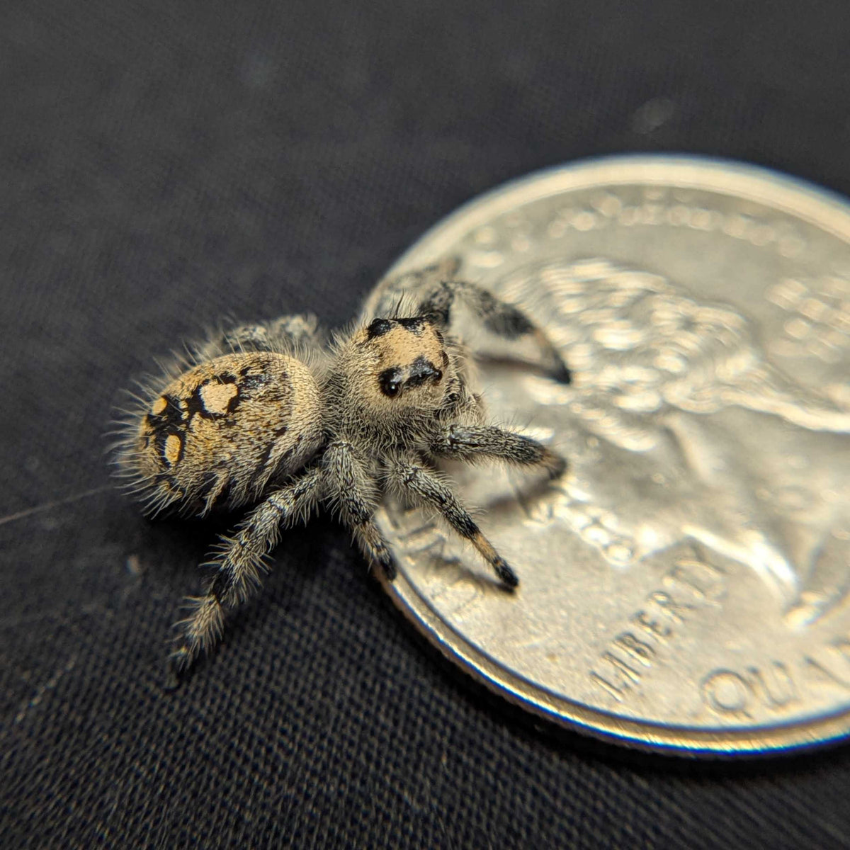 Regal Jumping Spider "Velvet"