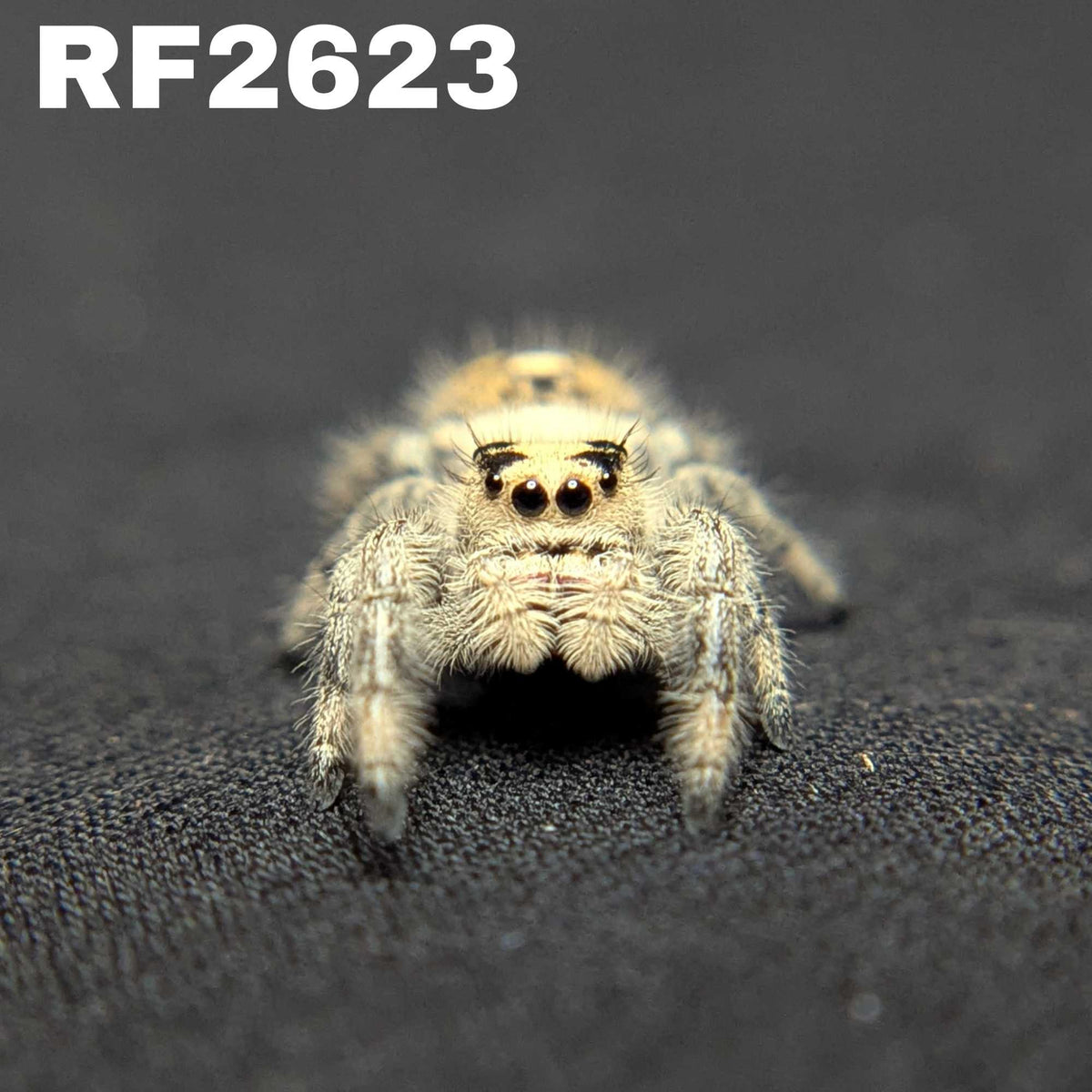 Regal Jumping Spider "Velvet"