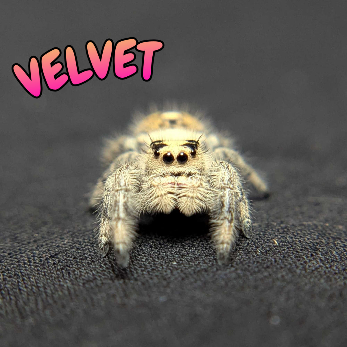 Regal Jumping Spider "Velvet"