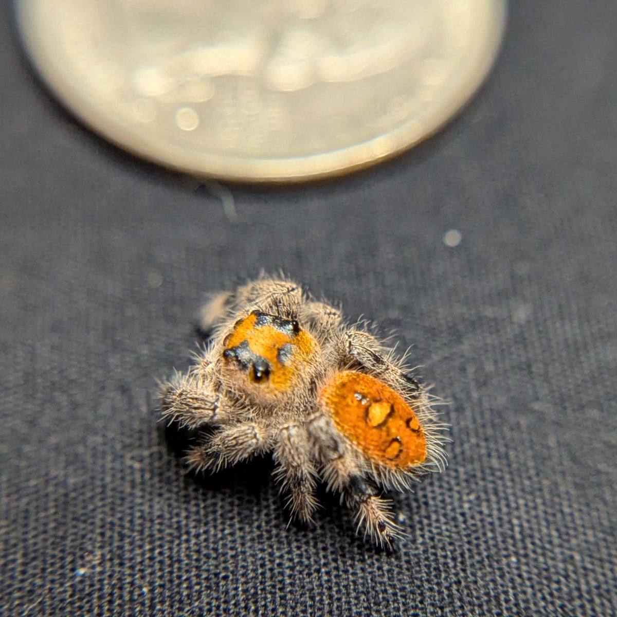Regal Jumping Spider "Taffy"