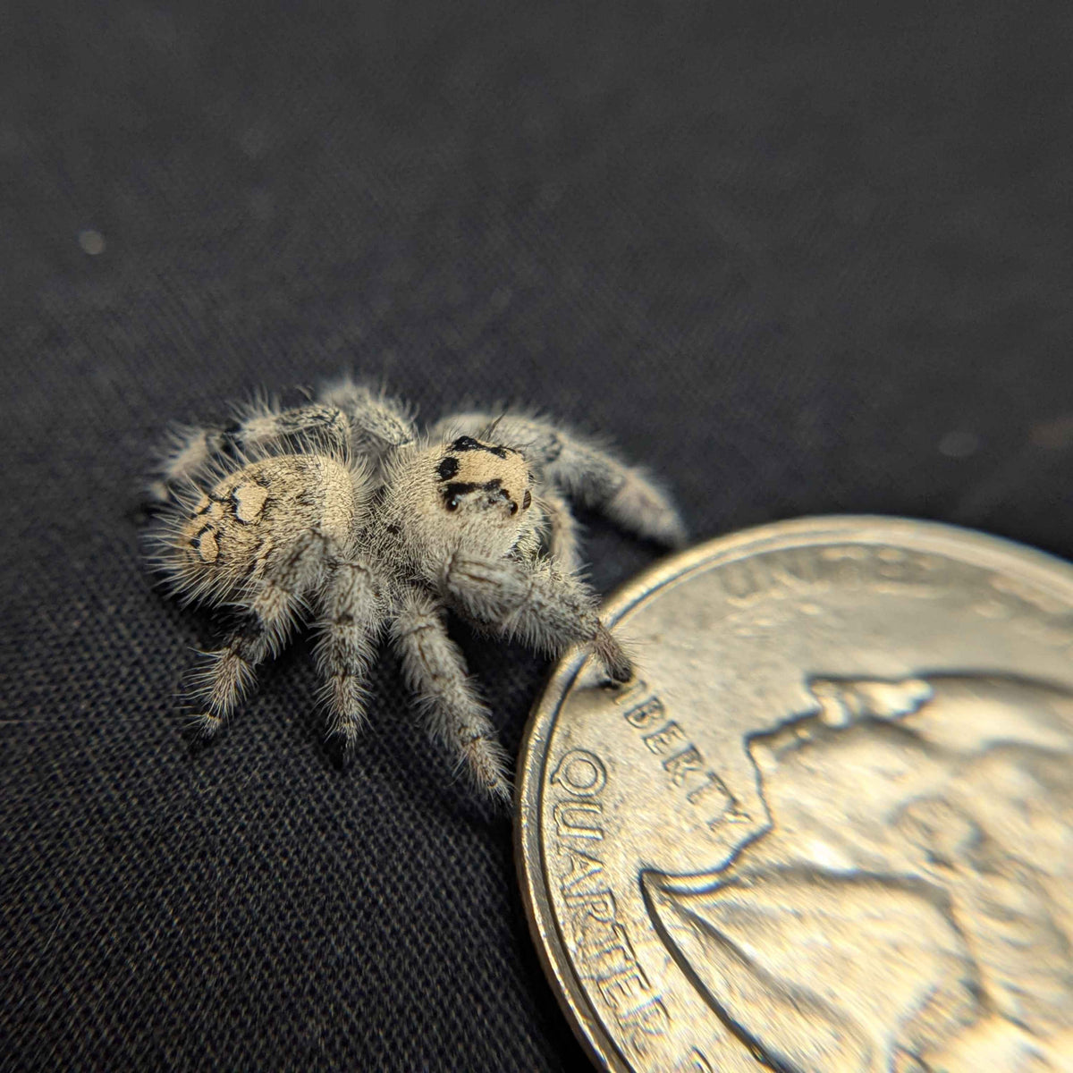 Regal Jumping Spider “Cookie Dough”