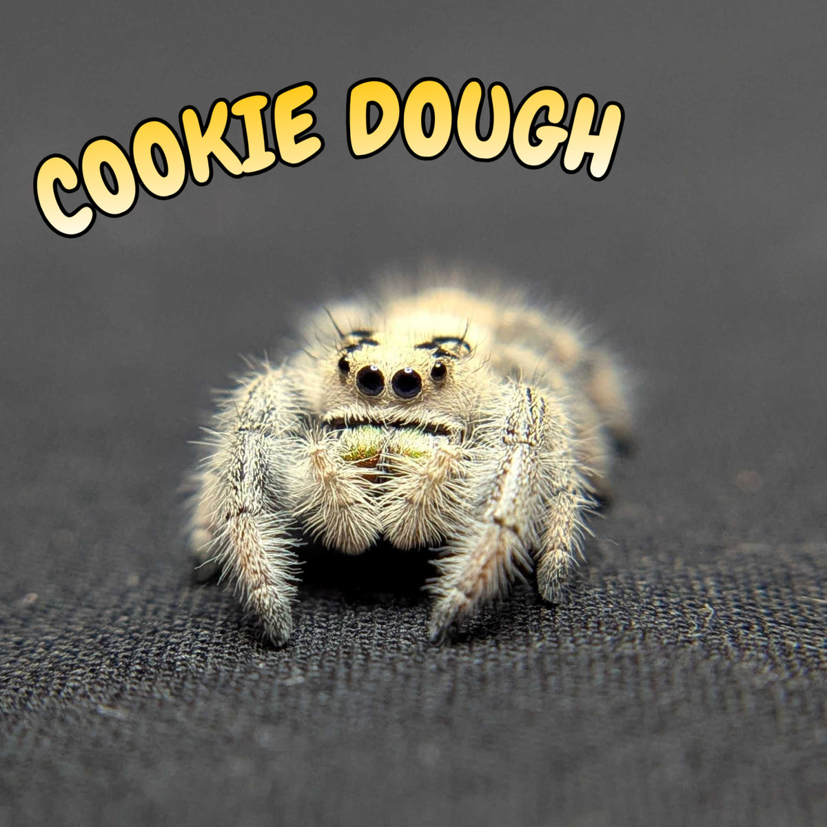 Regal Jumping Spider “Cookie Dough”