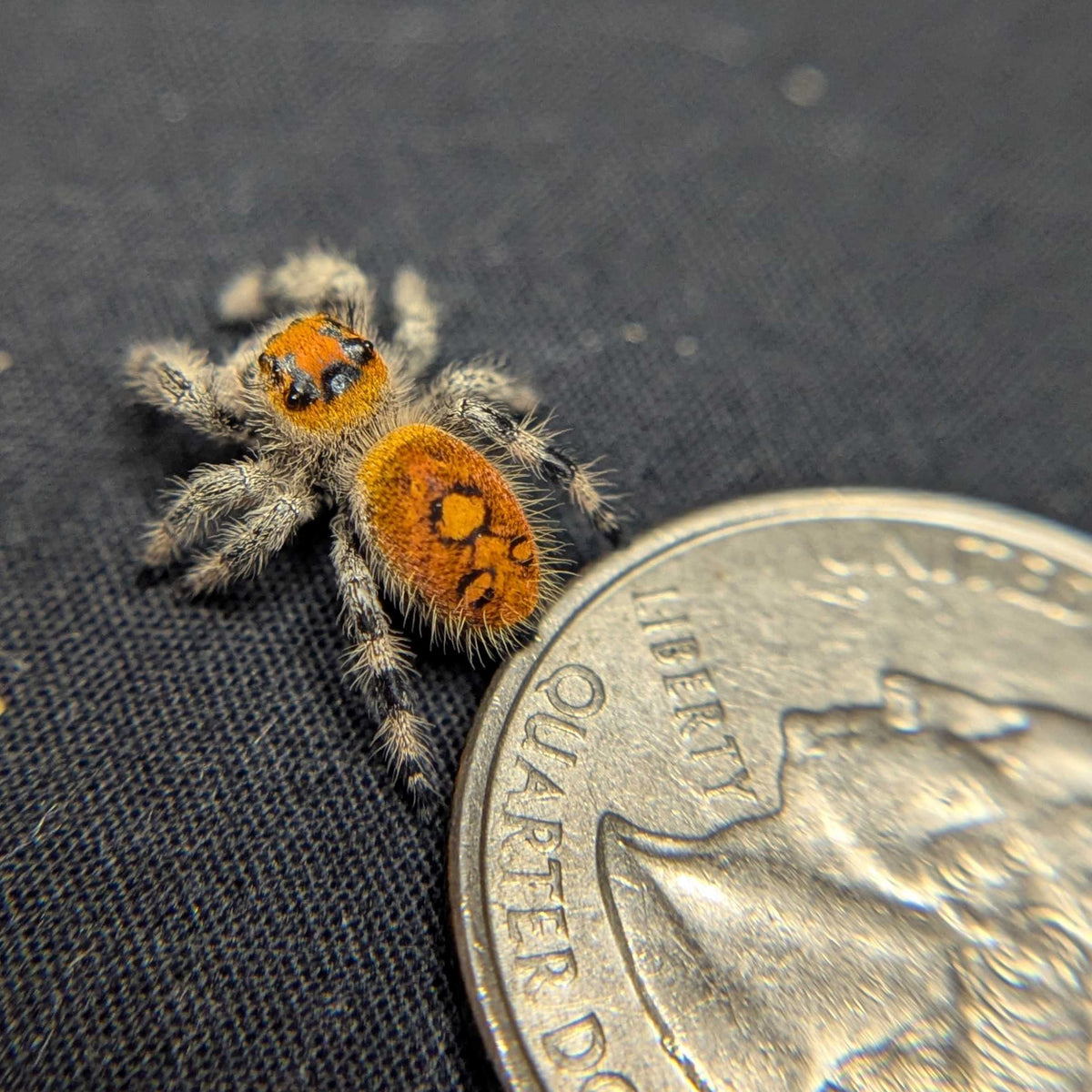 Regal Jumping Spider "Cutie"