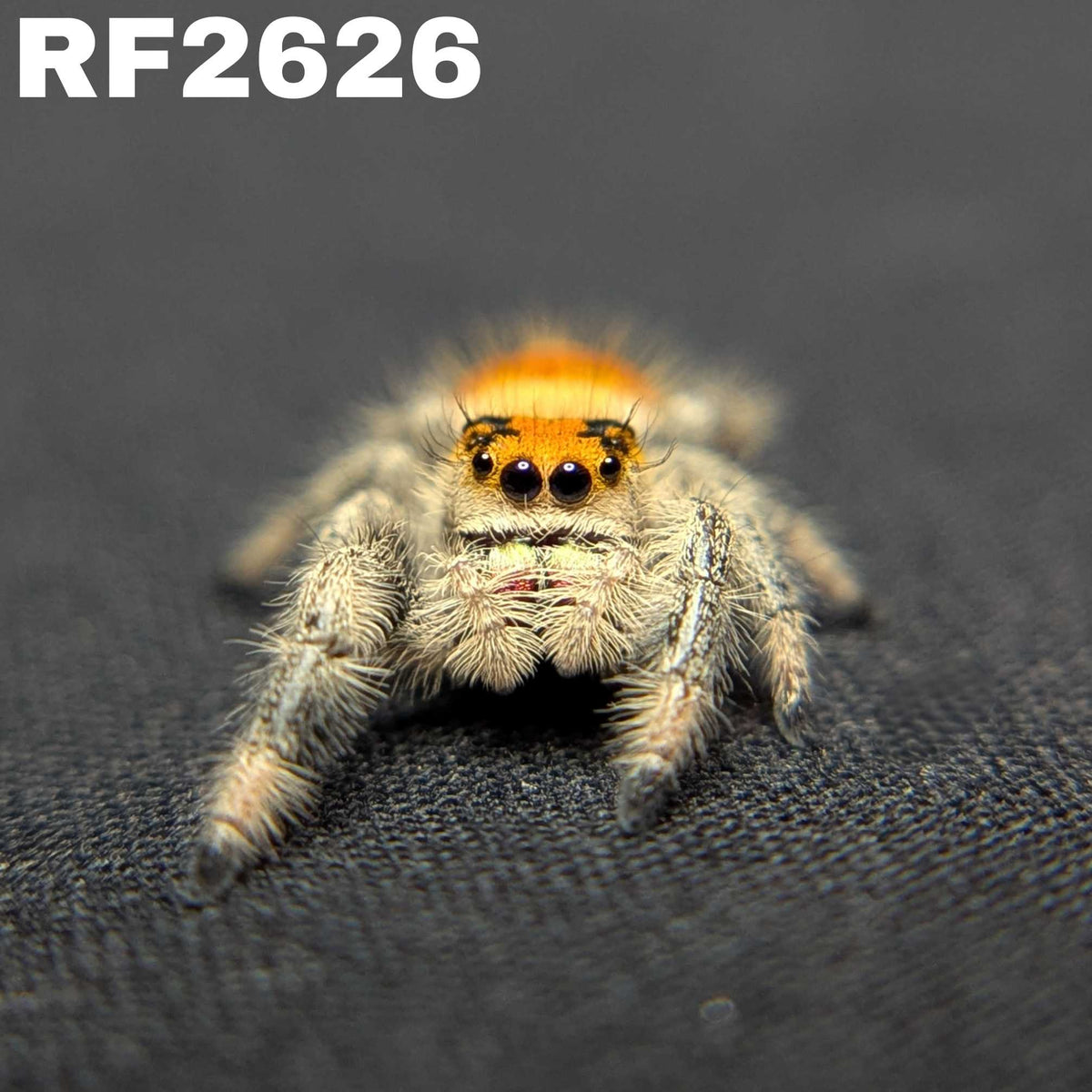 Regal Jumping Spider "Cutie"