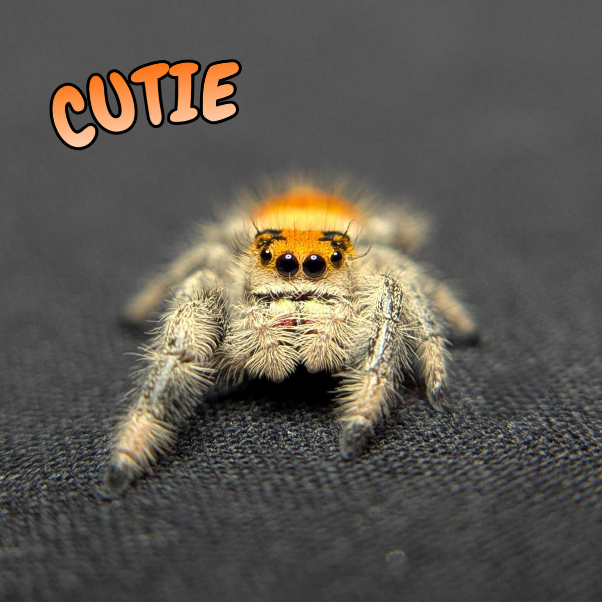 Regal Jumping Spider "Cutie"
