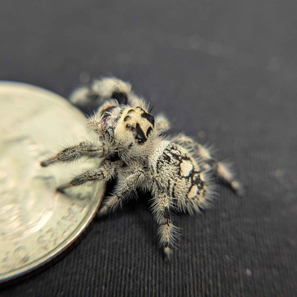Regal Jumping Spider "Frostberry"