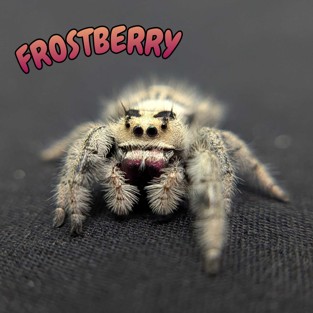 Regal Jumping Spider "Frostberry"
