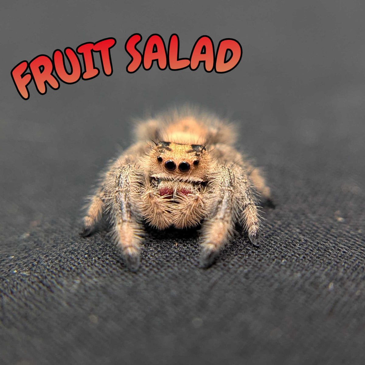 Regal Jumping Spider "Fruit Salad"