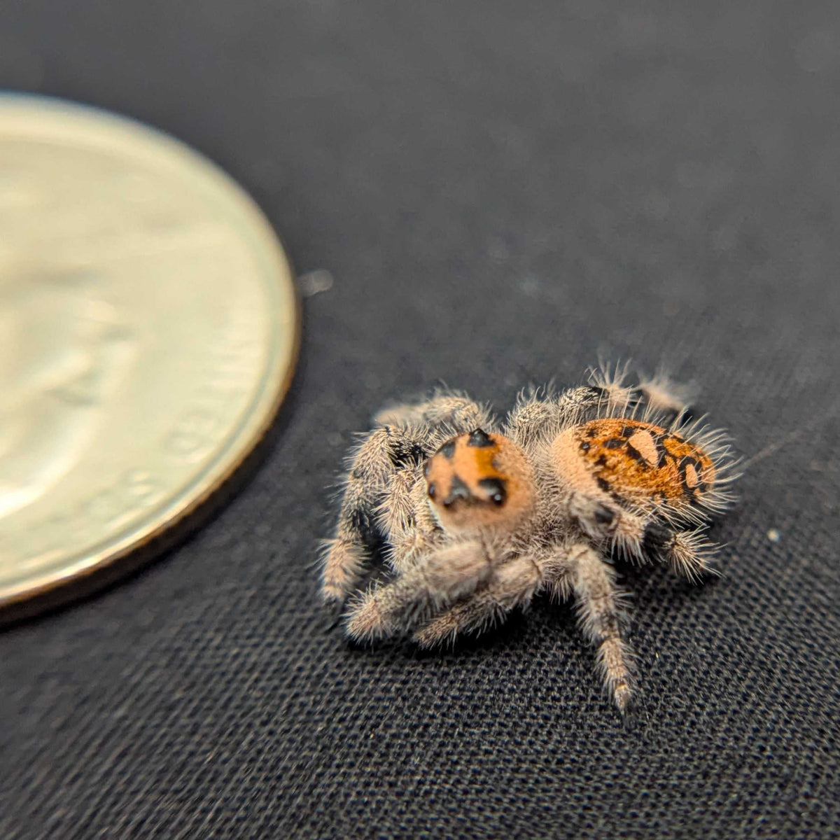 Regal Jumping Spider "Ursula"