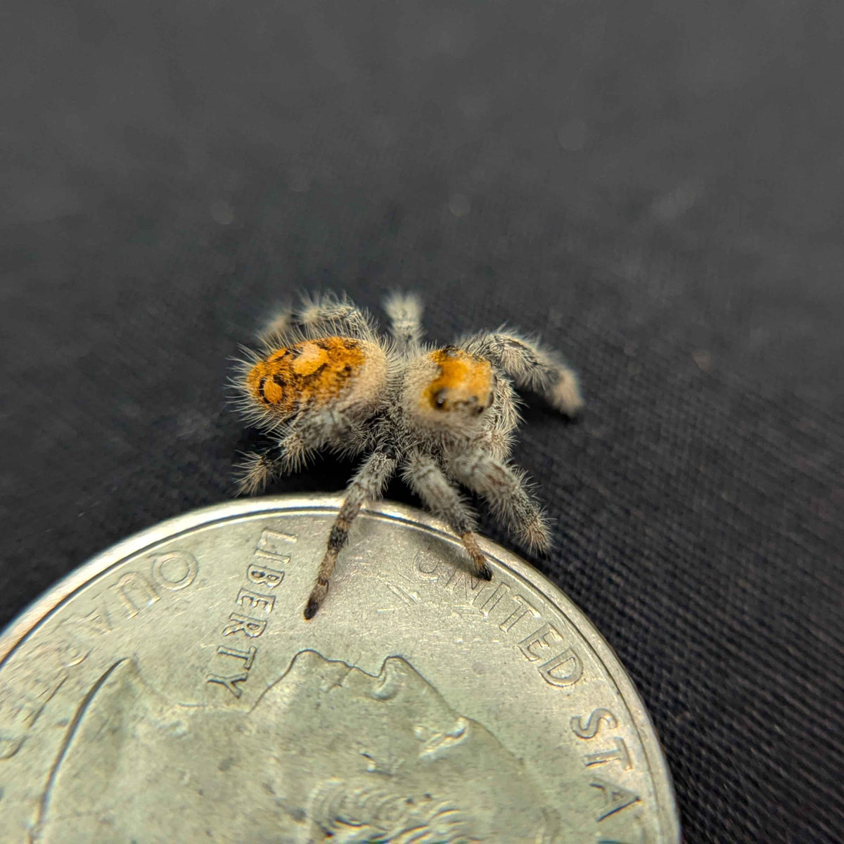 Regal Jumping Spider "Star"