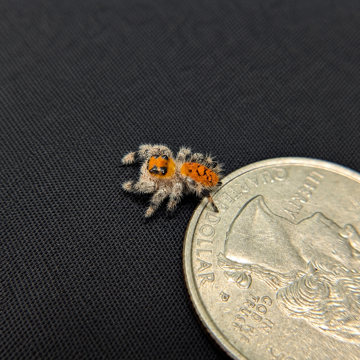 Regal Jumping Spider "Guava"