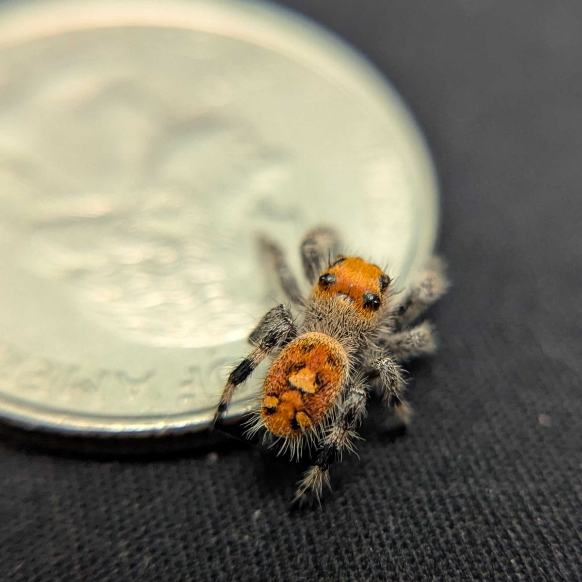 Regal Jumping Spider “Riot”