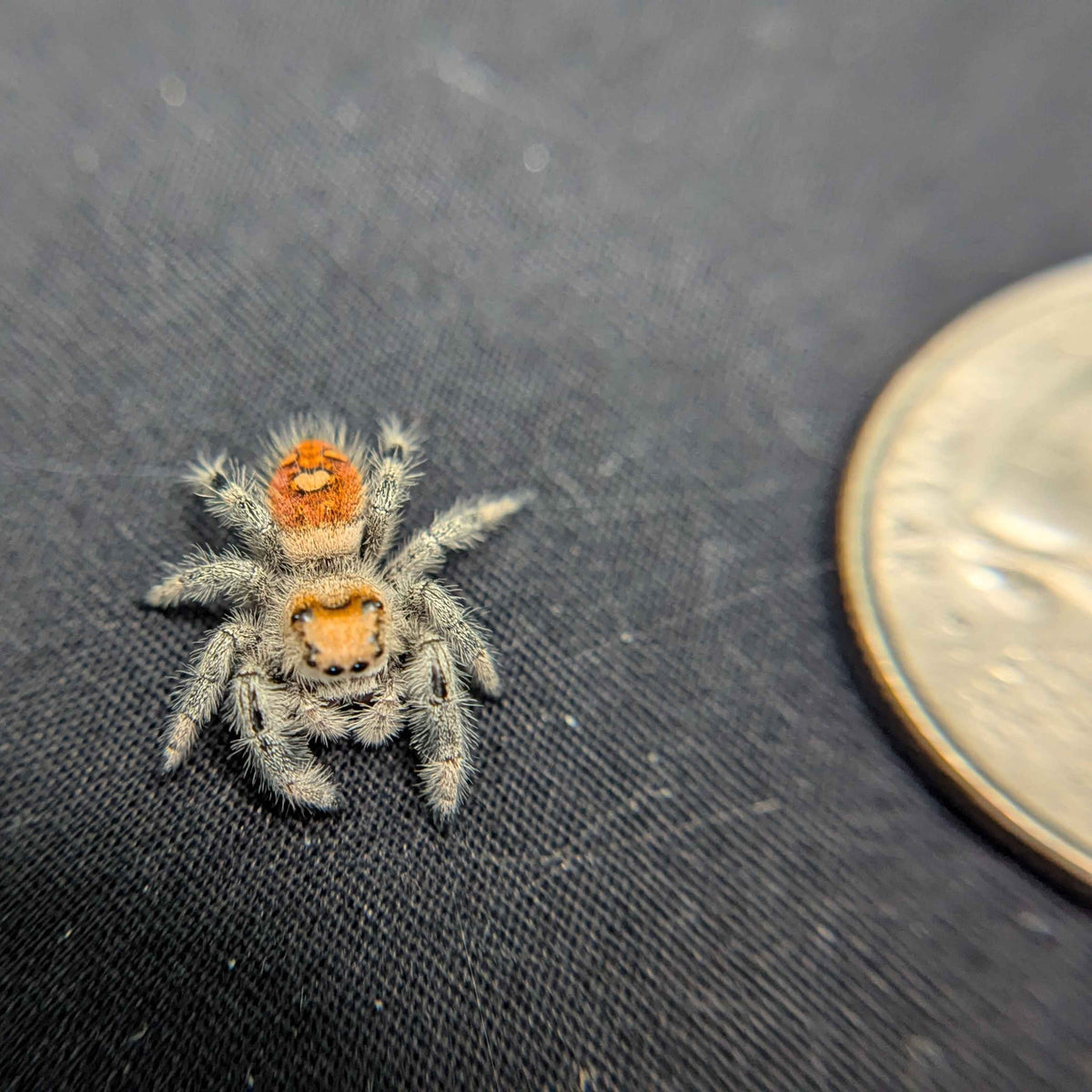 Regal Jumping Spider “Copper”