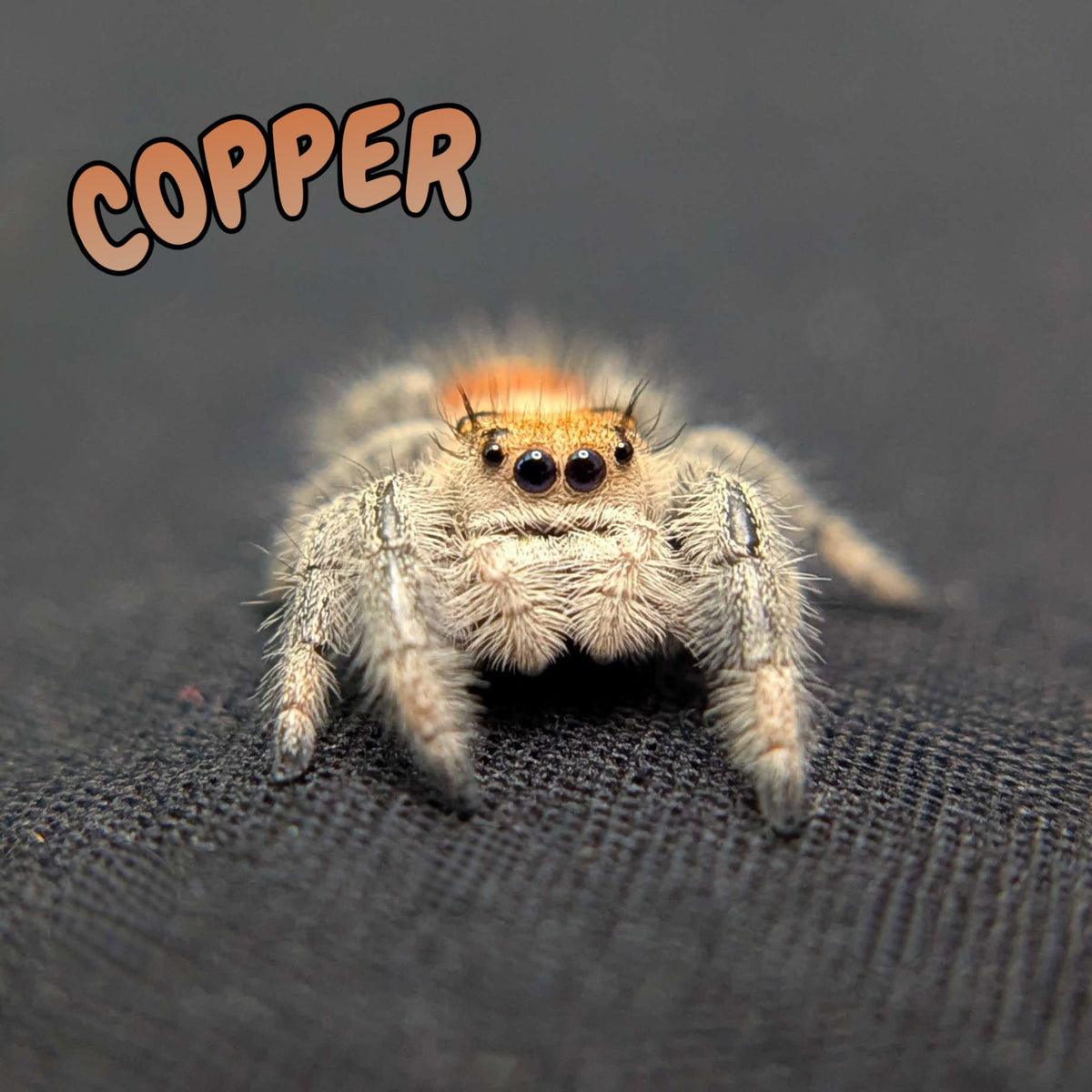 Regal Jumping Spider “Copper”
