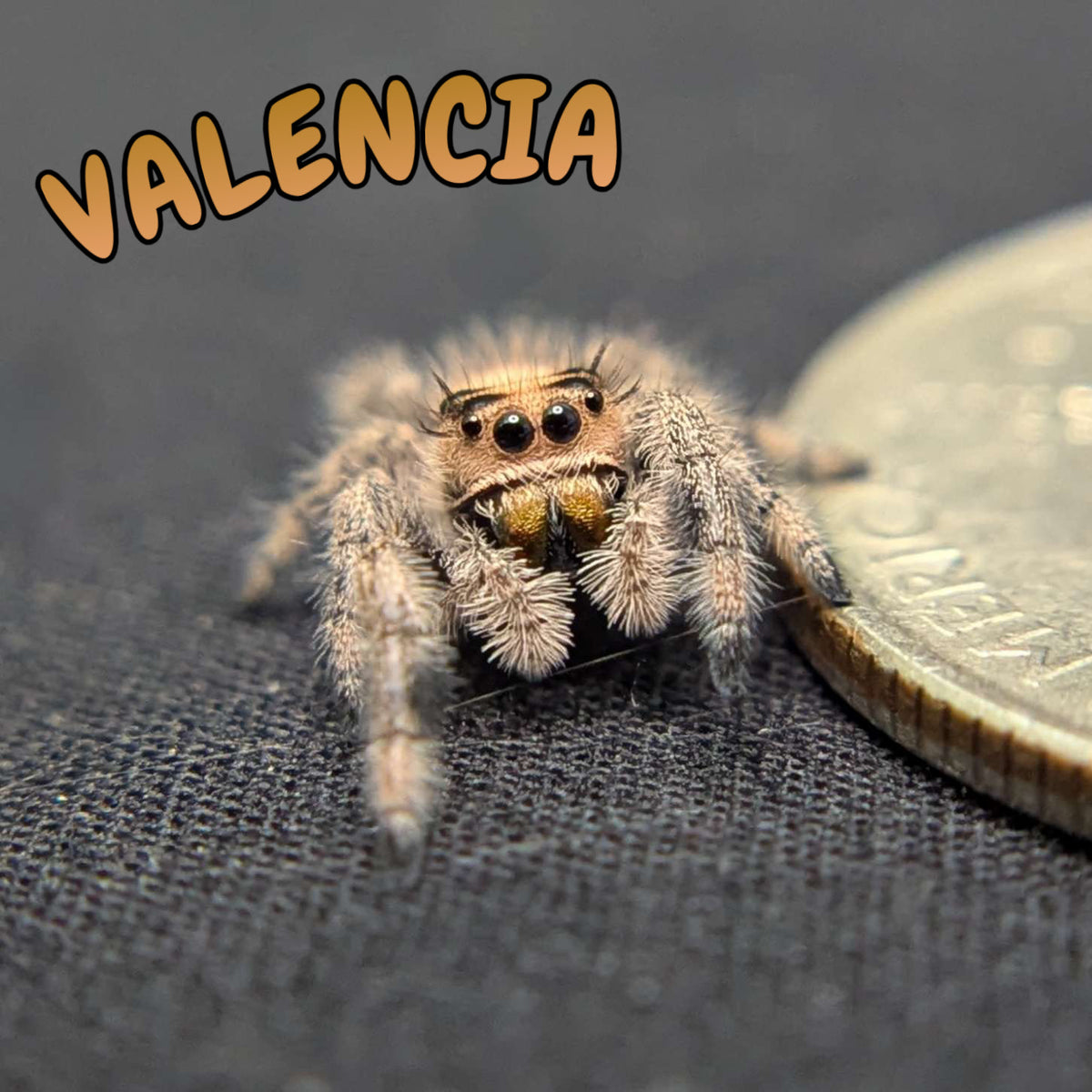 Regal Jumping Spider “Valencia”