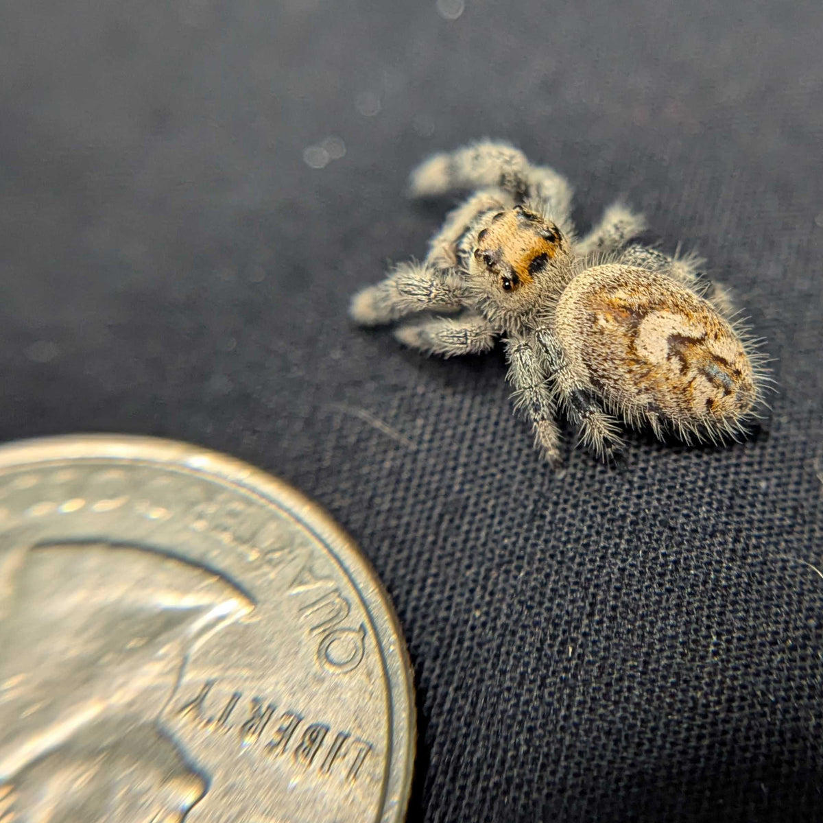 Regal Jumping Spider “Zest”