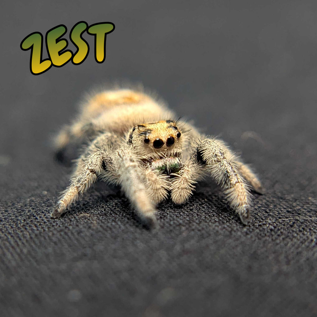 Regal Jumping Spider “Zest”