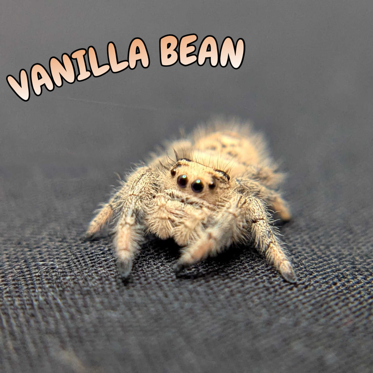 Regal Jumping Spider "Vanilla Bean”