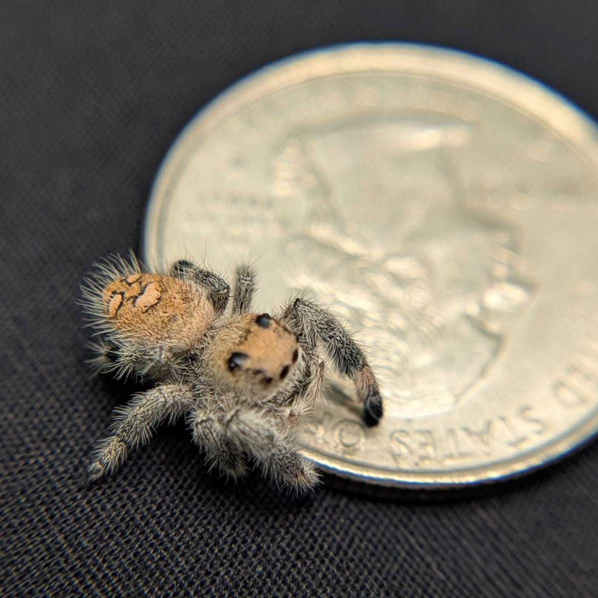Regal Jumping Spider "Whisper"