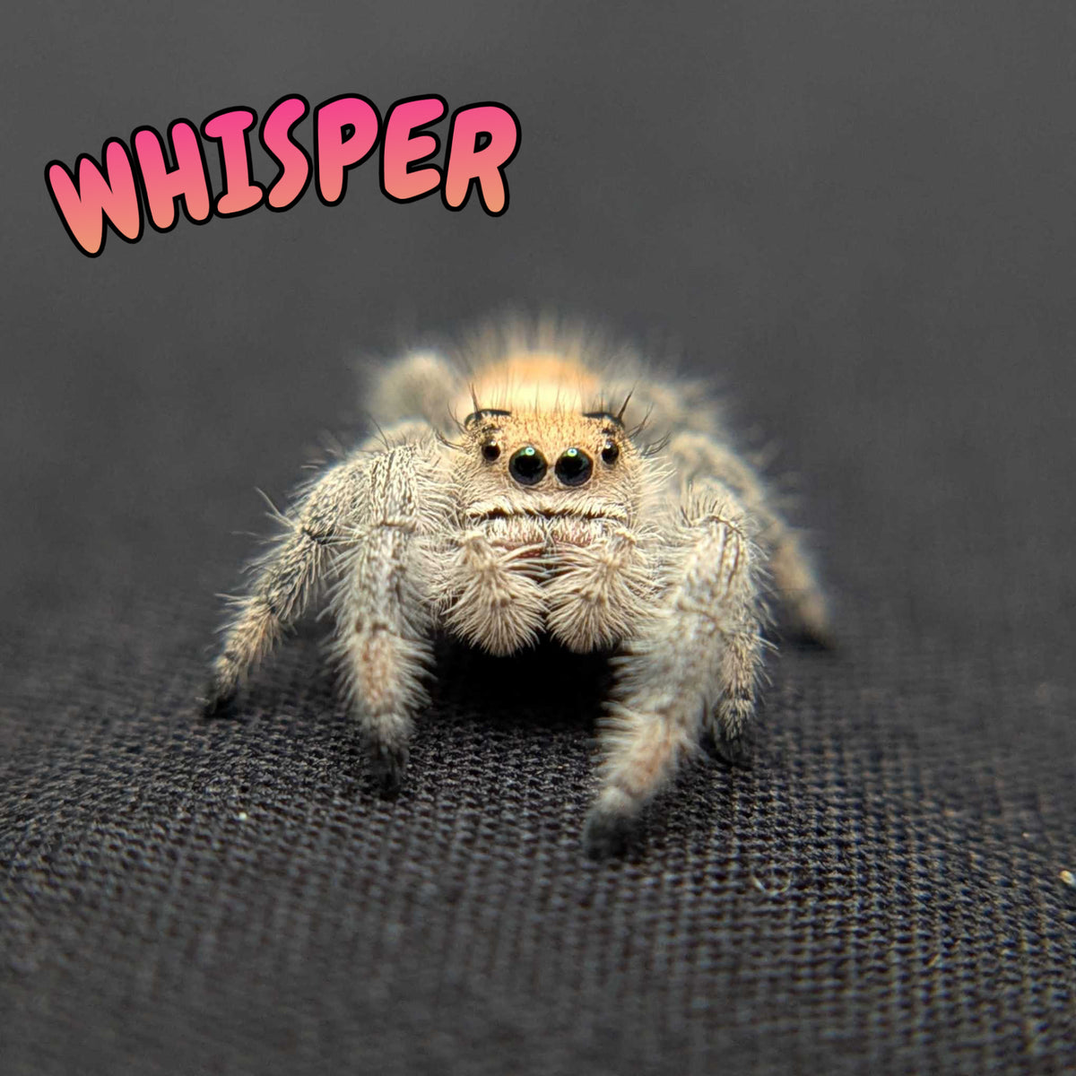 Regal Jumping Spider "Whisper"