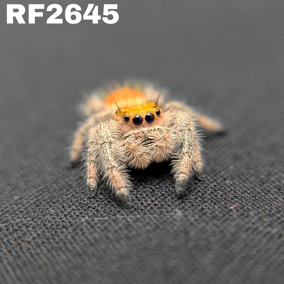 Regal Jumping Spider “Prancer”