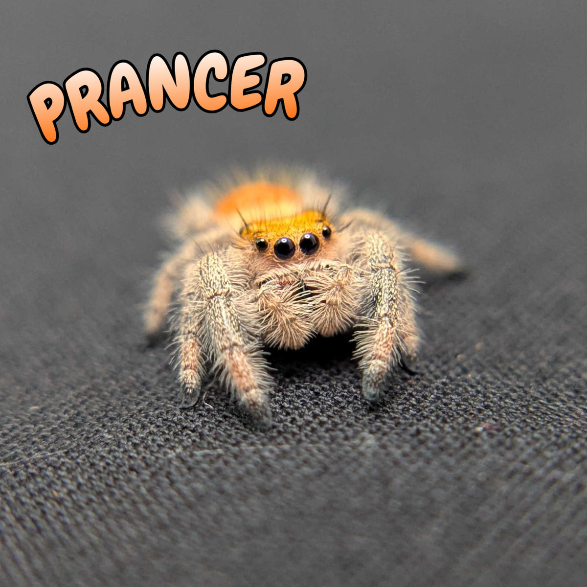 Regal Jumping Spider “Prancer”