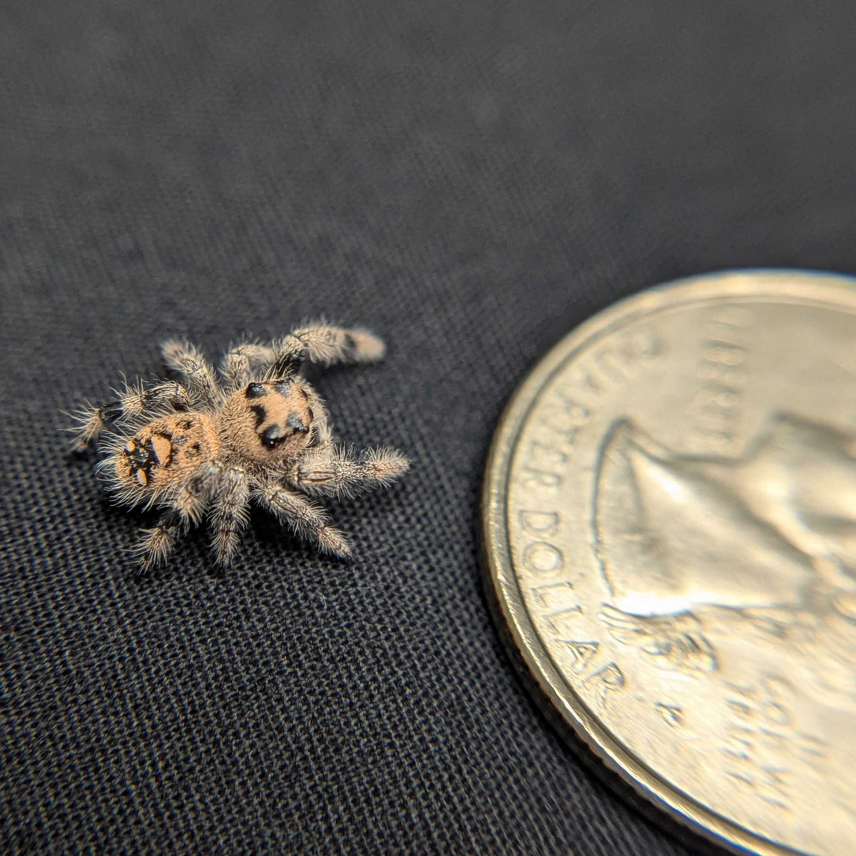 Regal Jumping Spider "Coconut"