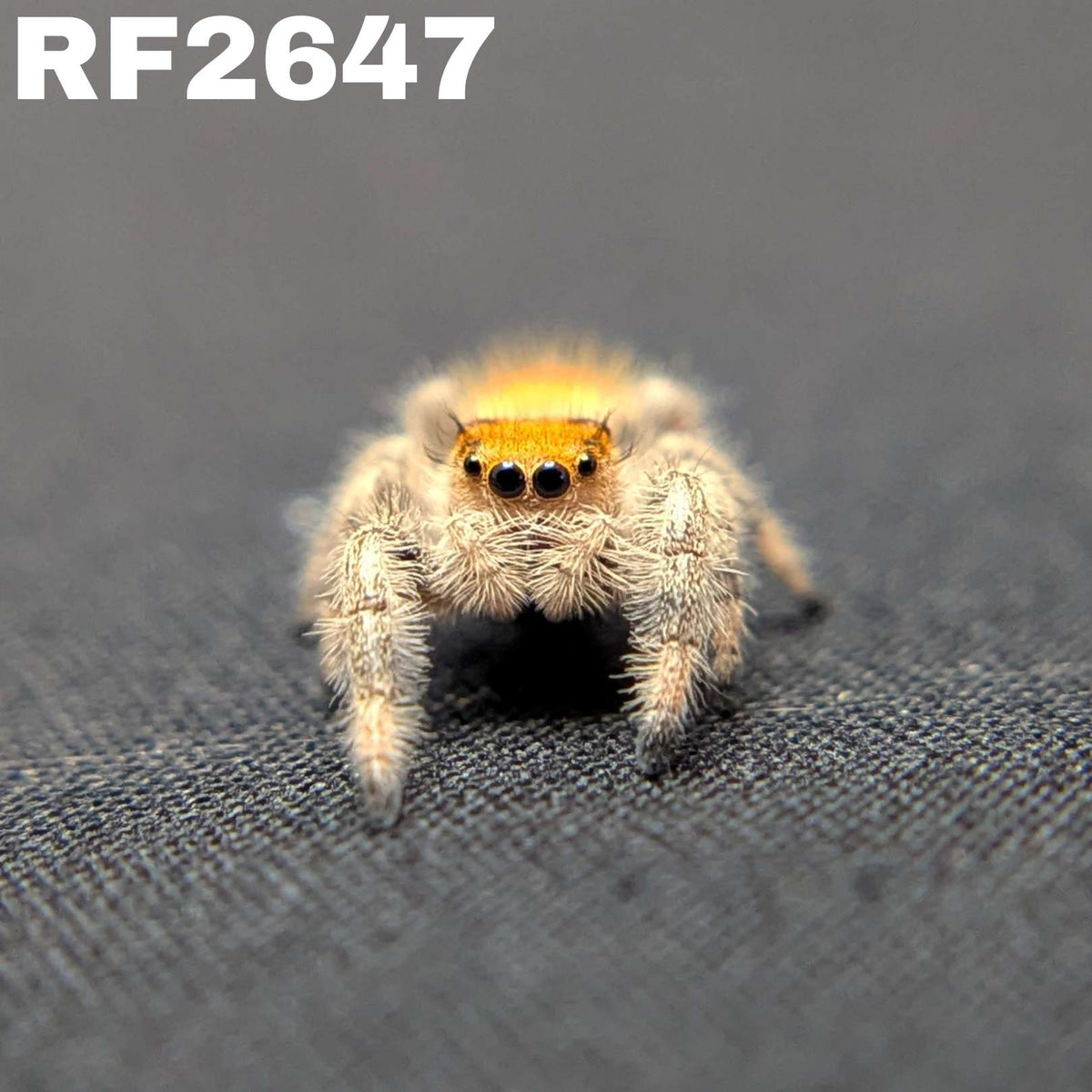 Regal Jumping Spider “Nectar”