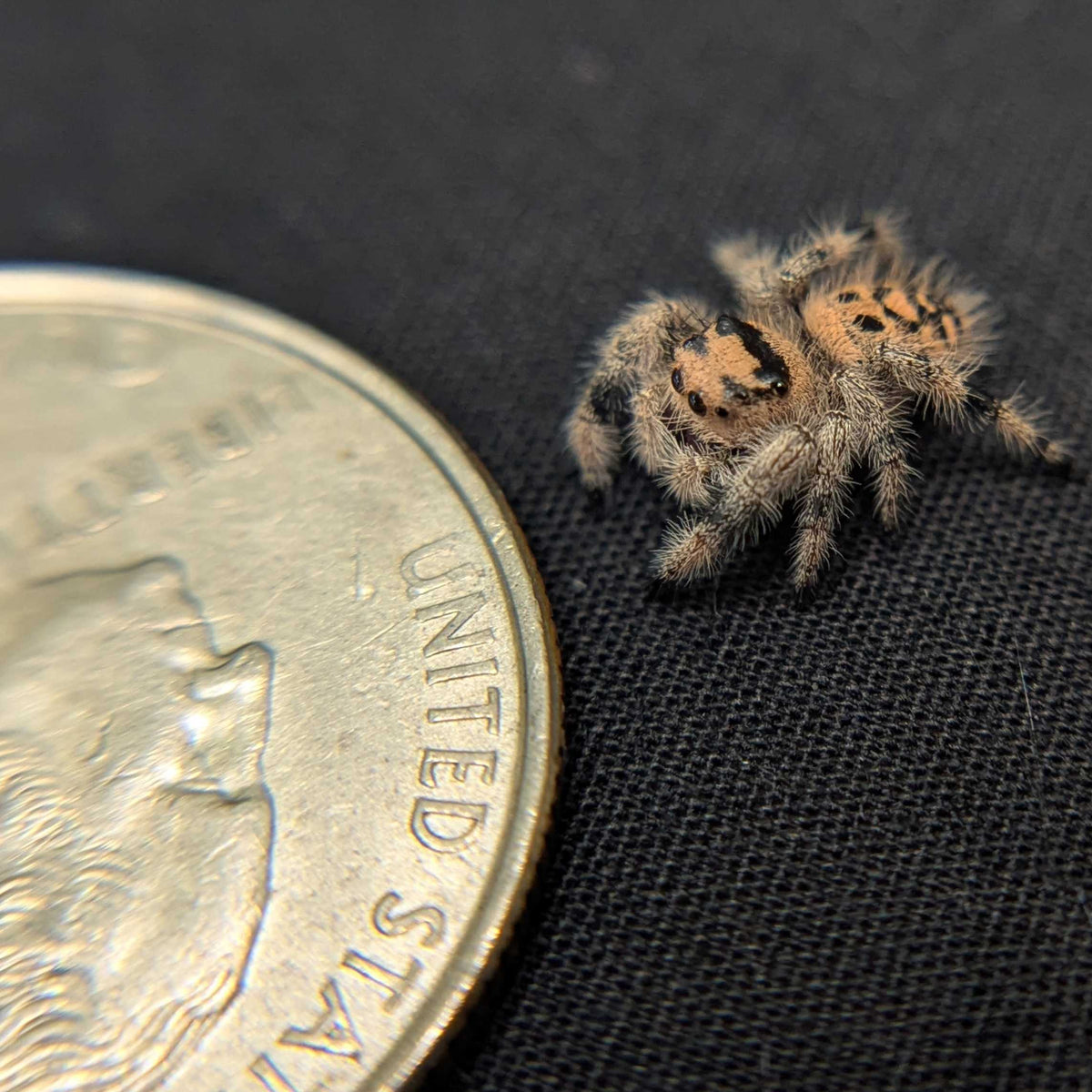 Regal Jumping Spider “Pudding”