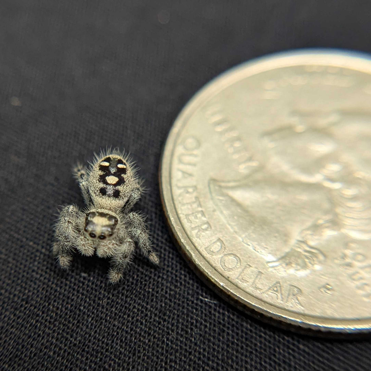 Regal Jumping Spider "Snow"