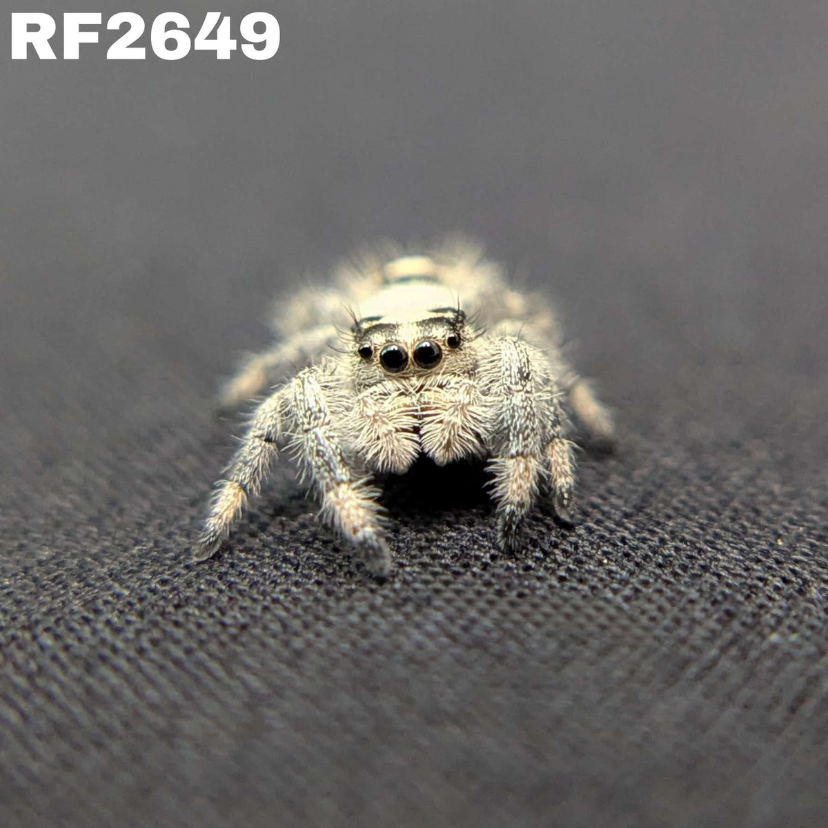 Regal Jumping Spider "Snow"