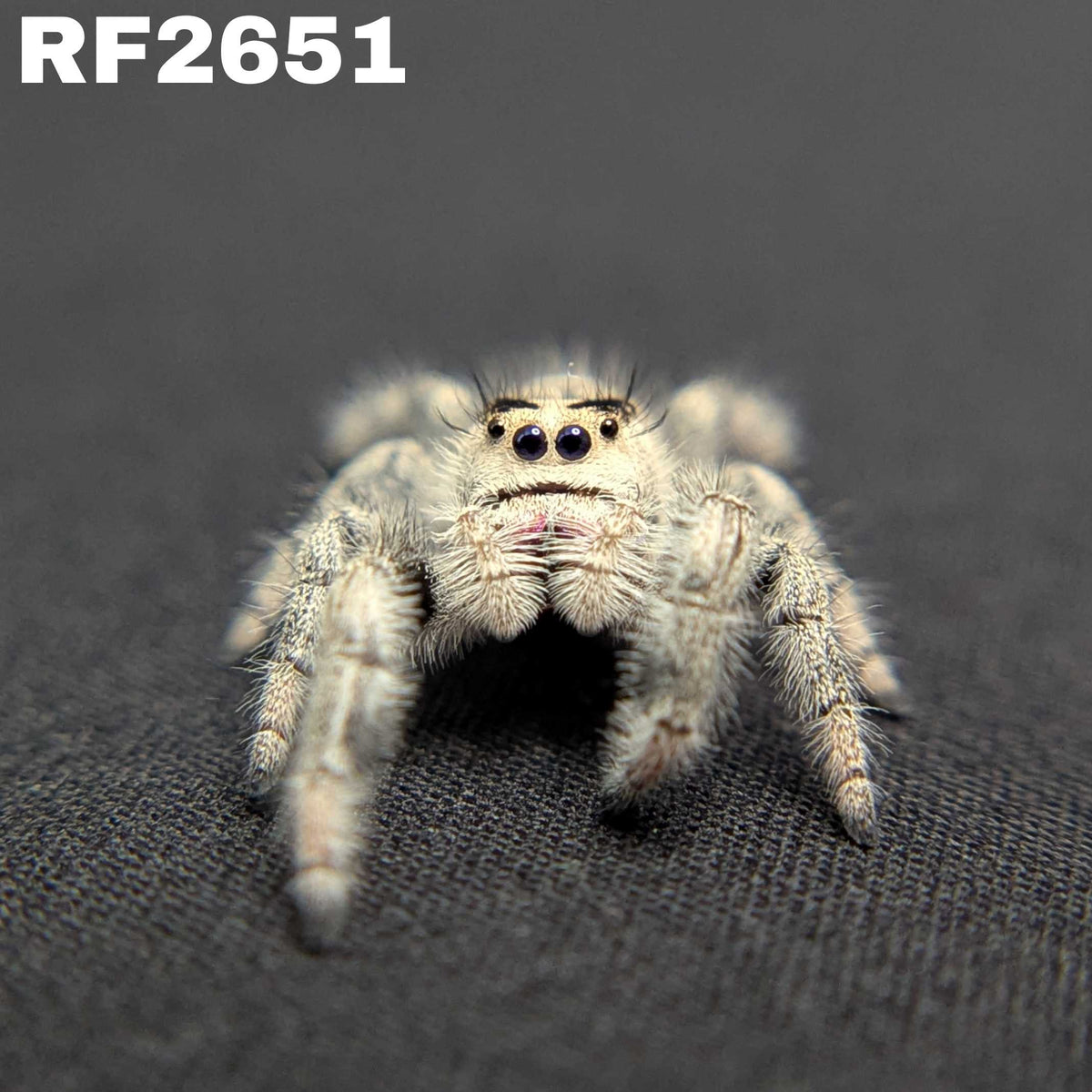 Regal Jumping Spider "Berry Puff"