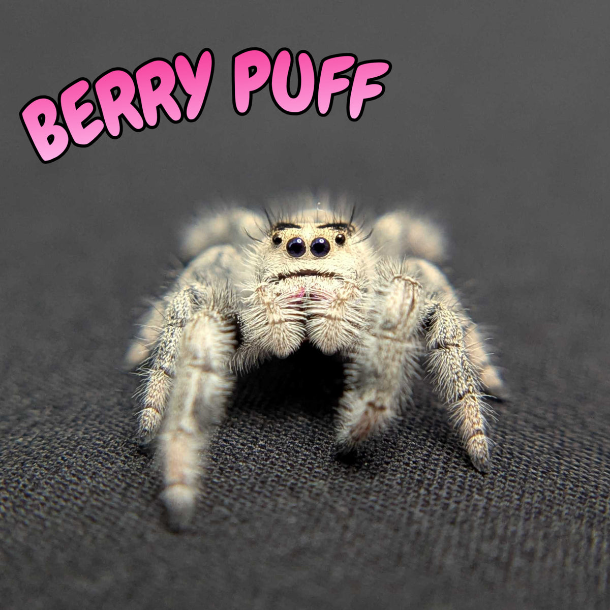 Regal Jumping Spider "Berry Puff"