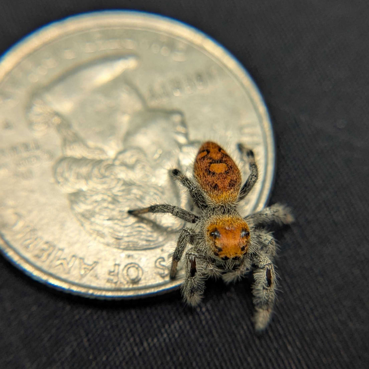 Regal Jumping Spider “Phoenix”