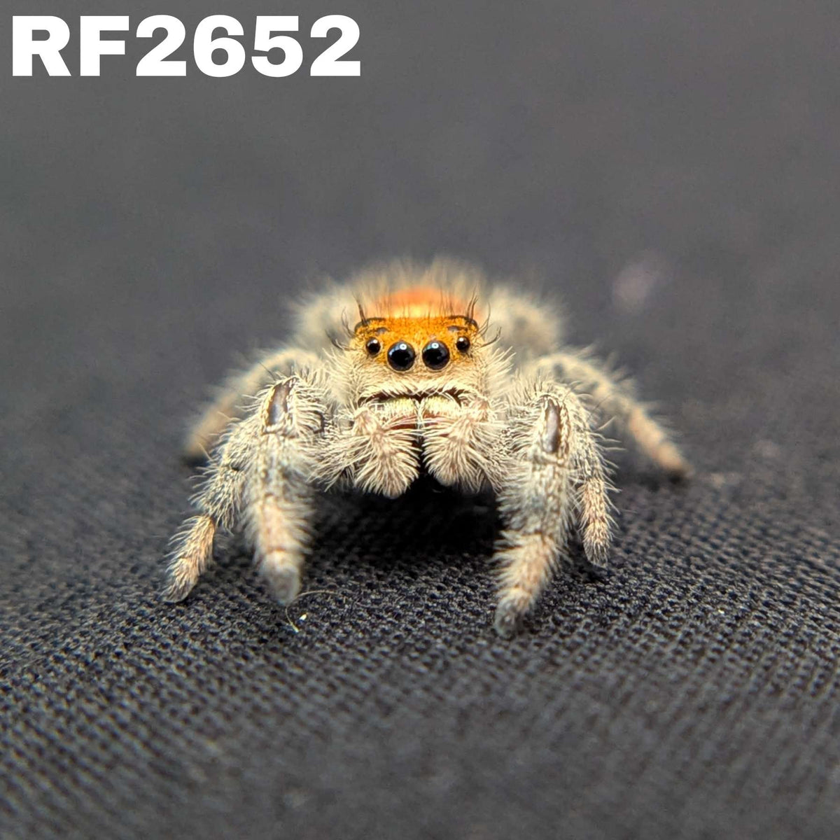 Regal Jumping Spider “Phoenix”