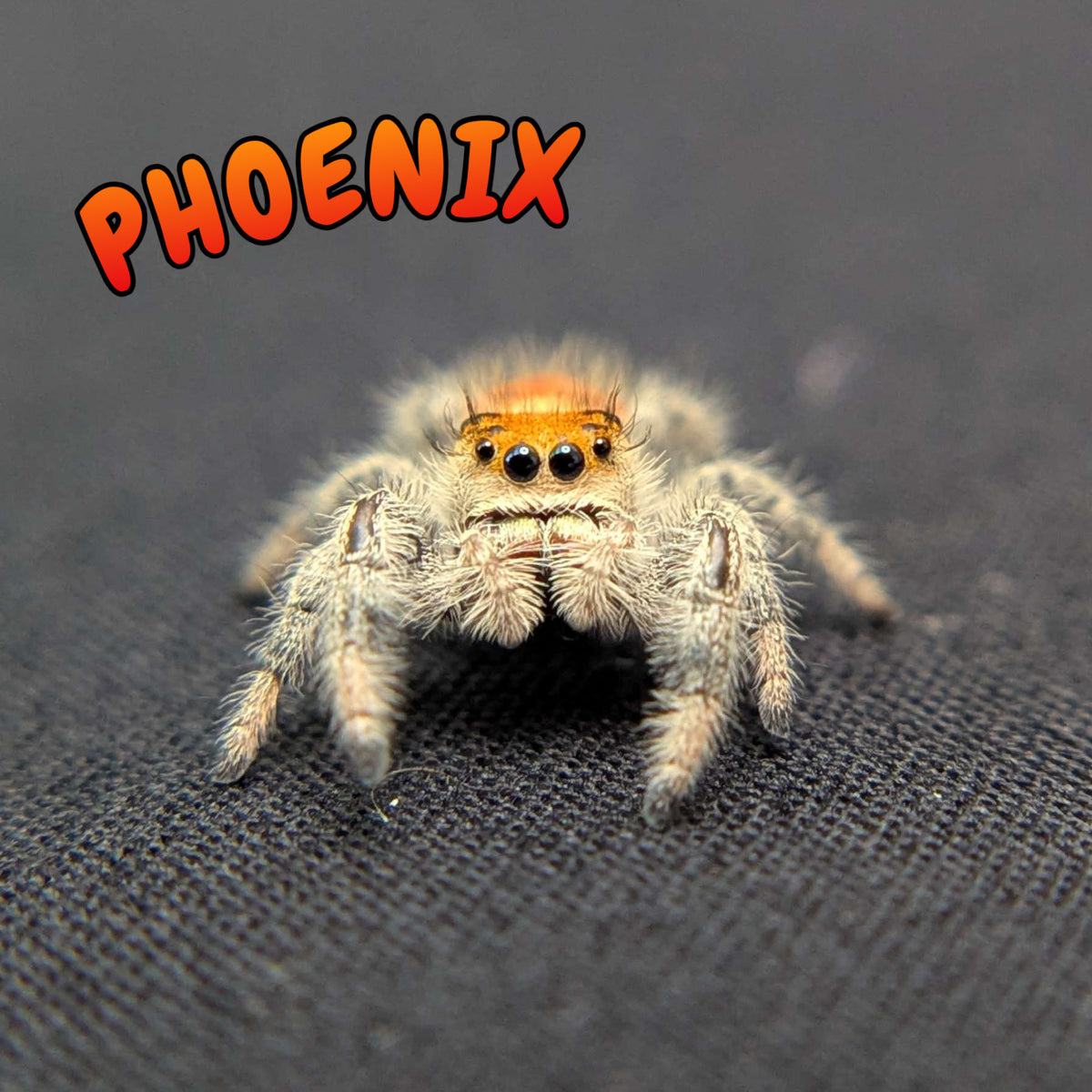 Regal Jumping Spider “Phoenix”