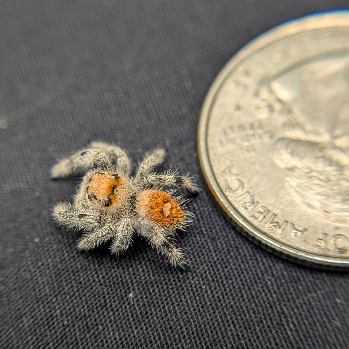 Regal Jumping Spider “Indica”