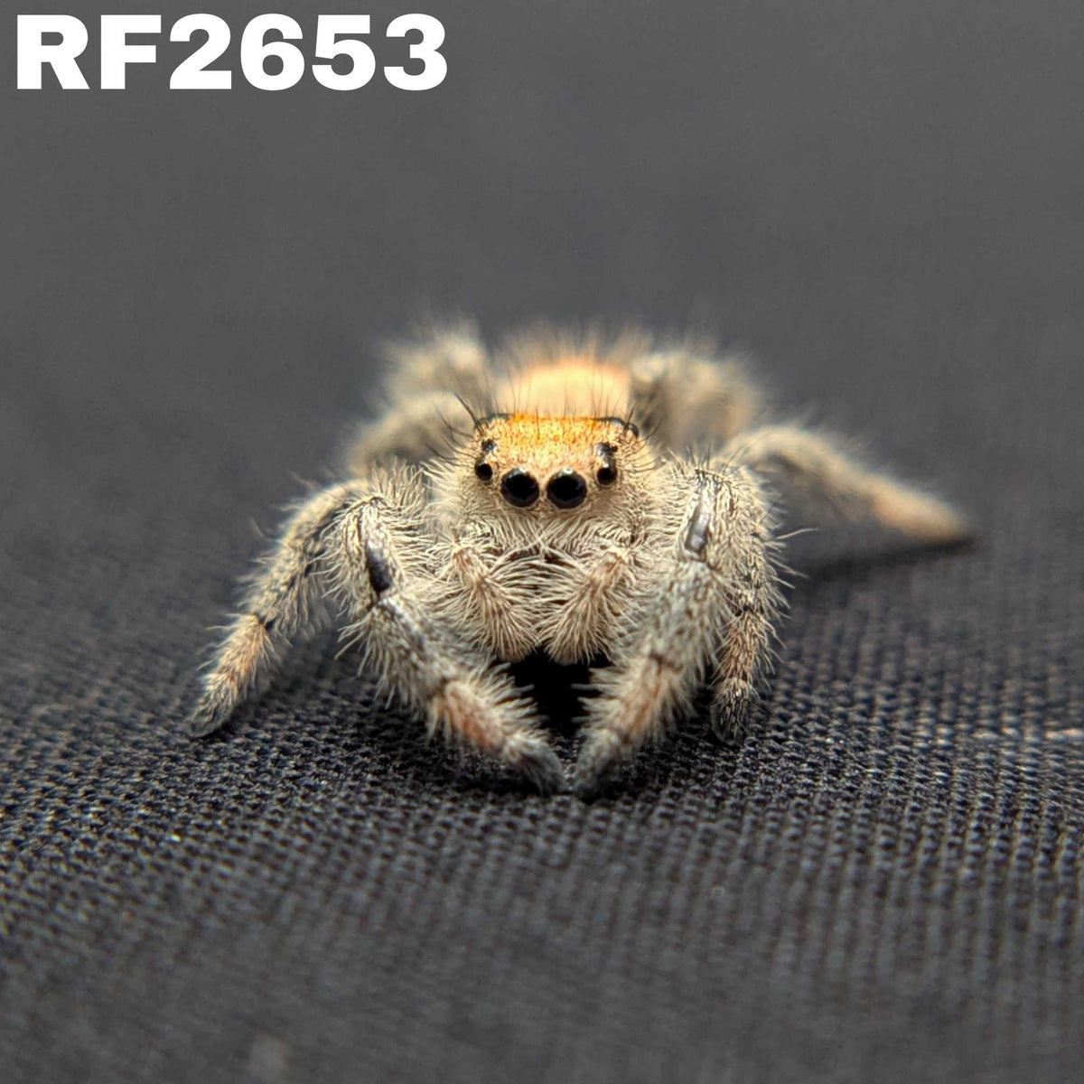 Regal Jumping Spider “Indica”