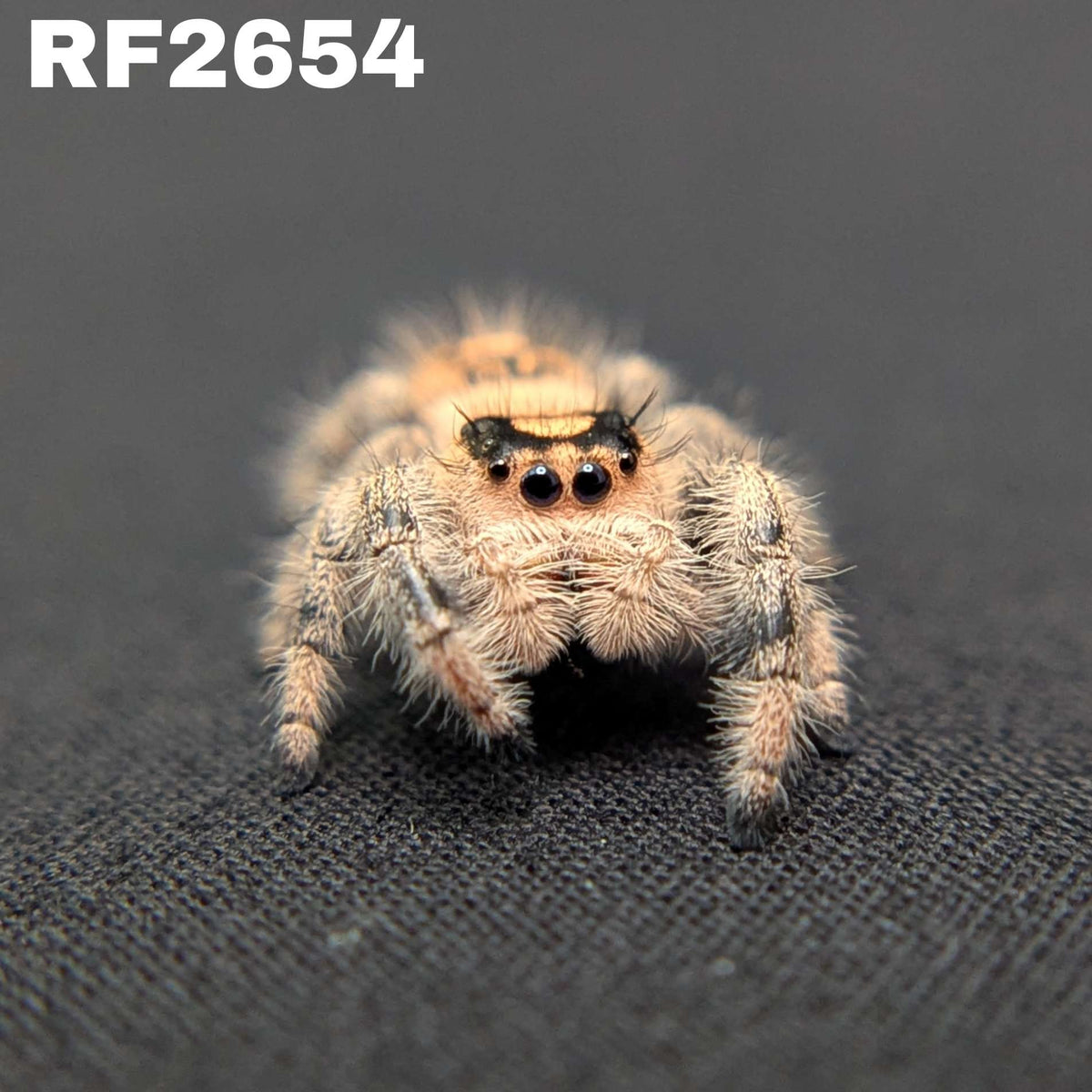 Regal Jumping Spider "Cinnasnug"