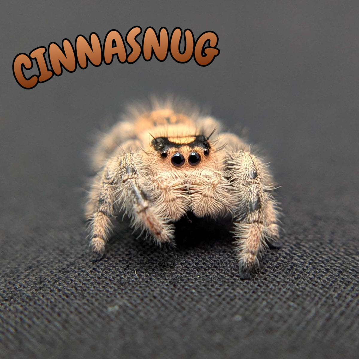 Regal Jumping Spider "Cinnasnug"