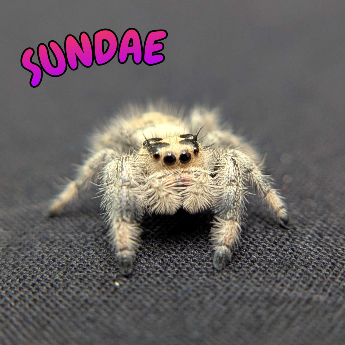 Regal Jumping Spider "Sundae"