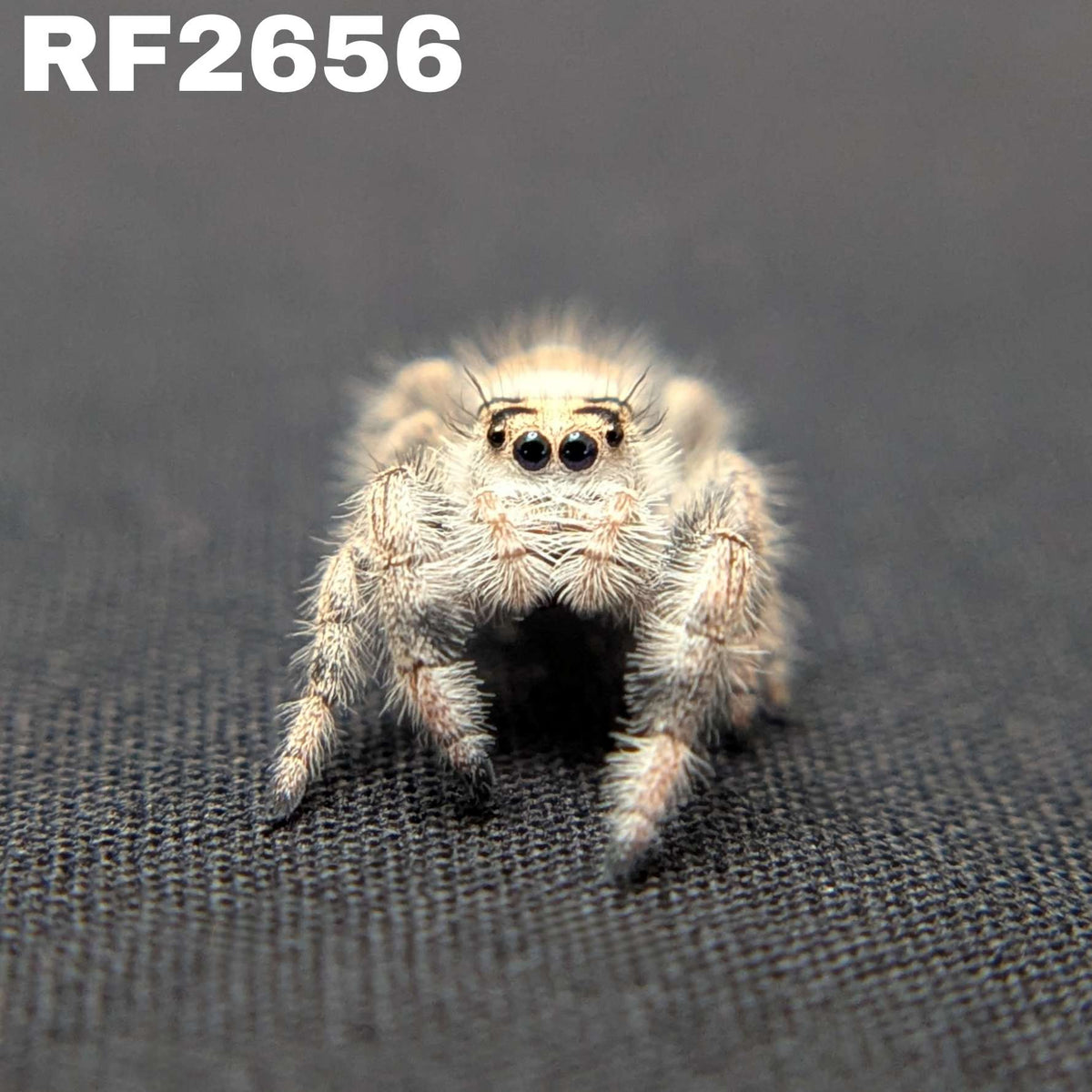 Regal Jumping Spider "Sandy"