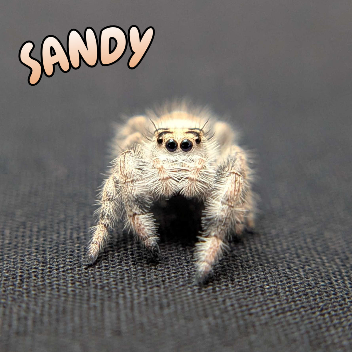 Regal Jumping Spider "Sandy"