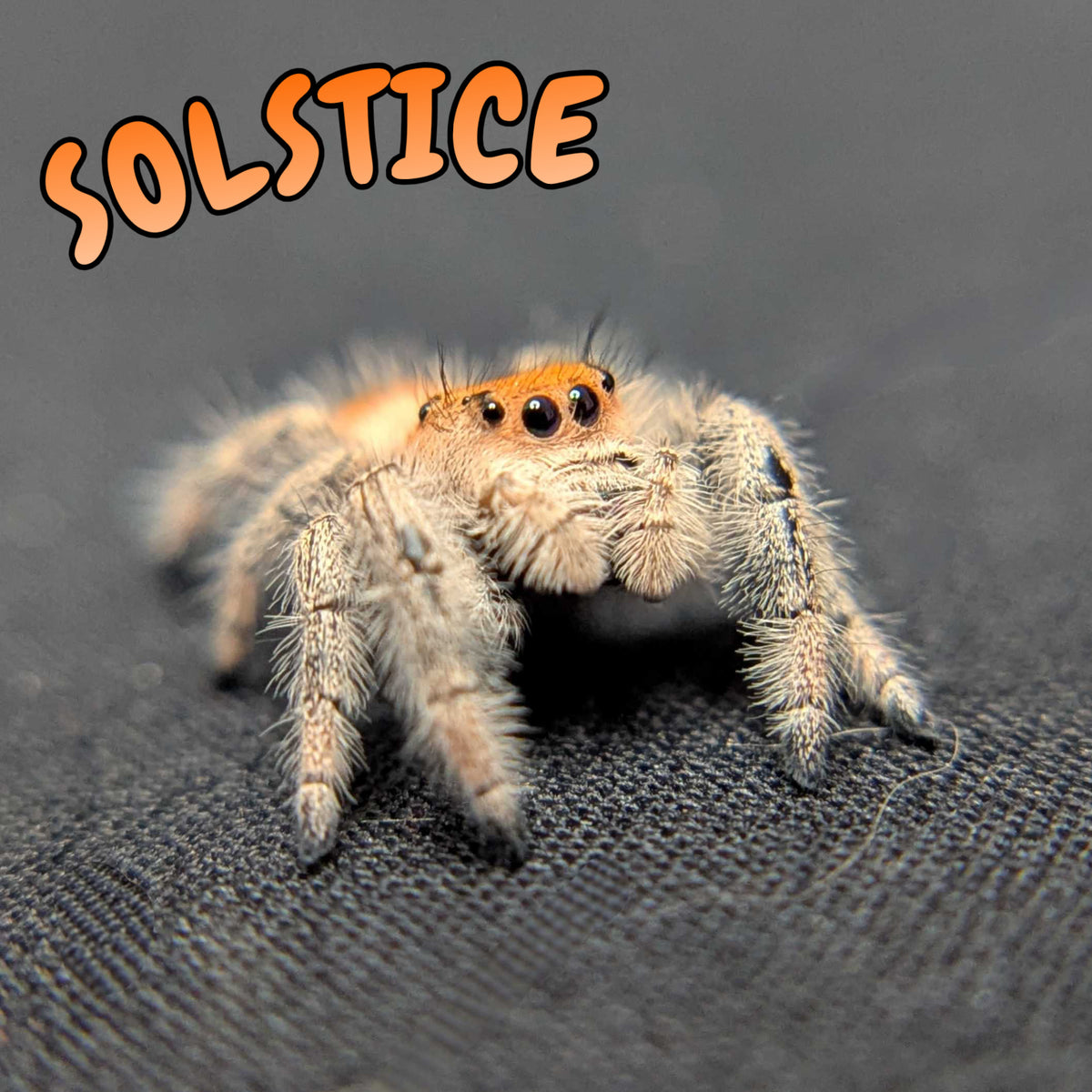 Regal Jumping Spider “Solstice”