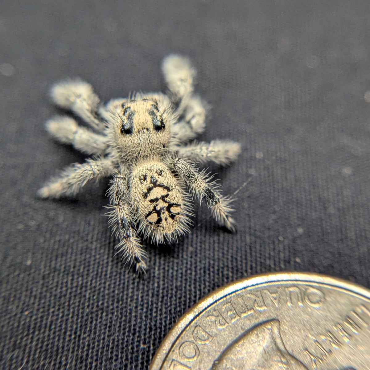 Regal Jumping Spider “Purple”